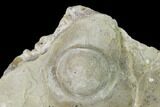 Fossil Oyster (Inocerasmus) Shell Section with Pearl - Kansas #152252-1